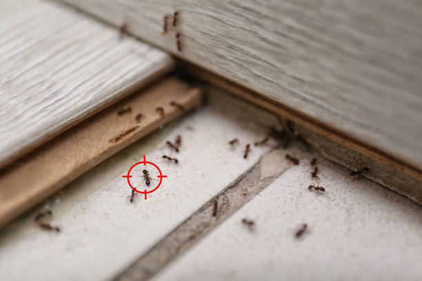 Best Emergency Pest Control  in Hoopeston, IL