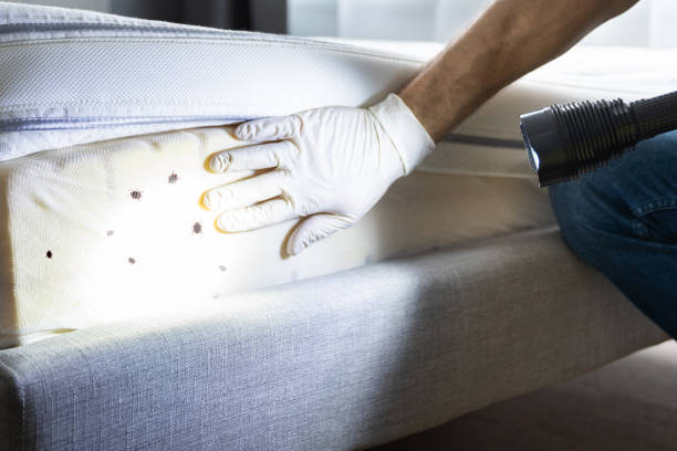 Reliable Hoopeston, IL Pest Control Solutions