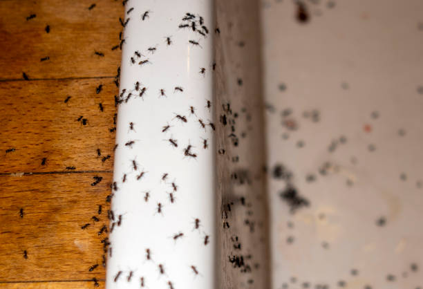 Pest Control for Restaurants in Hoopeston, IL
