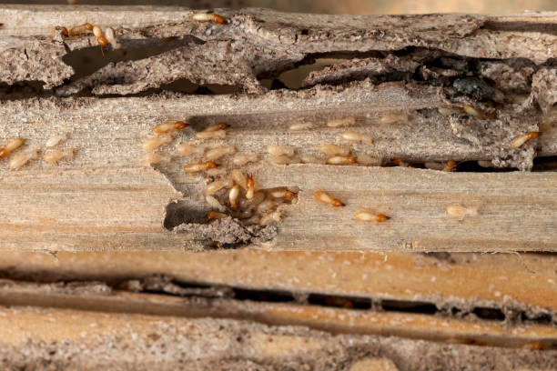 Best Pest Removal Services  in Hoopeston, IL