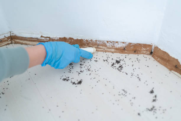 Best Local Pest Control Services  in Hoopeston, IL
